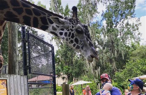 Sanford zoo - Fun events at the zoo for kids & adults! Kids can learn about animals through interactive play, and adults can experience a unique date night out! ... Central Florida ... 